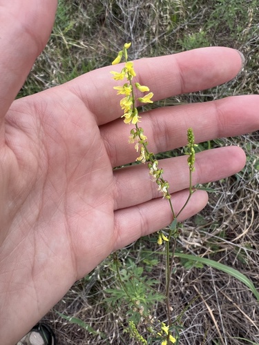Yellow Sweetclover
