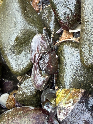 iNaturalist observation photo of Flat Porcelain Crab