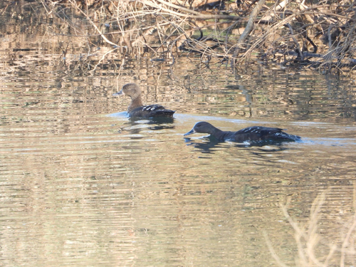 iNaturalist: (c) ingridmarx, some rights reserved (CC BY-NC) iNaturalist image