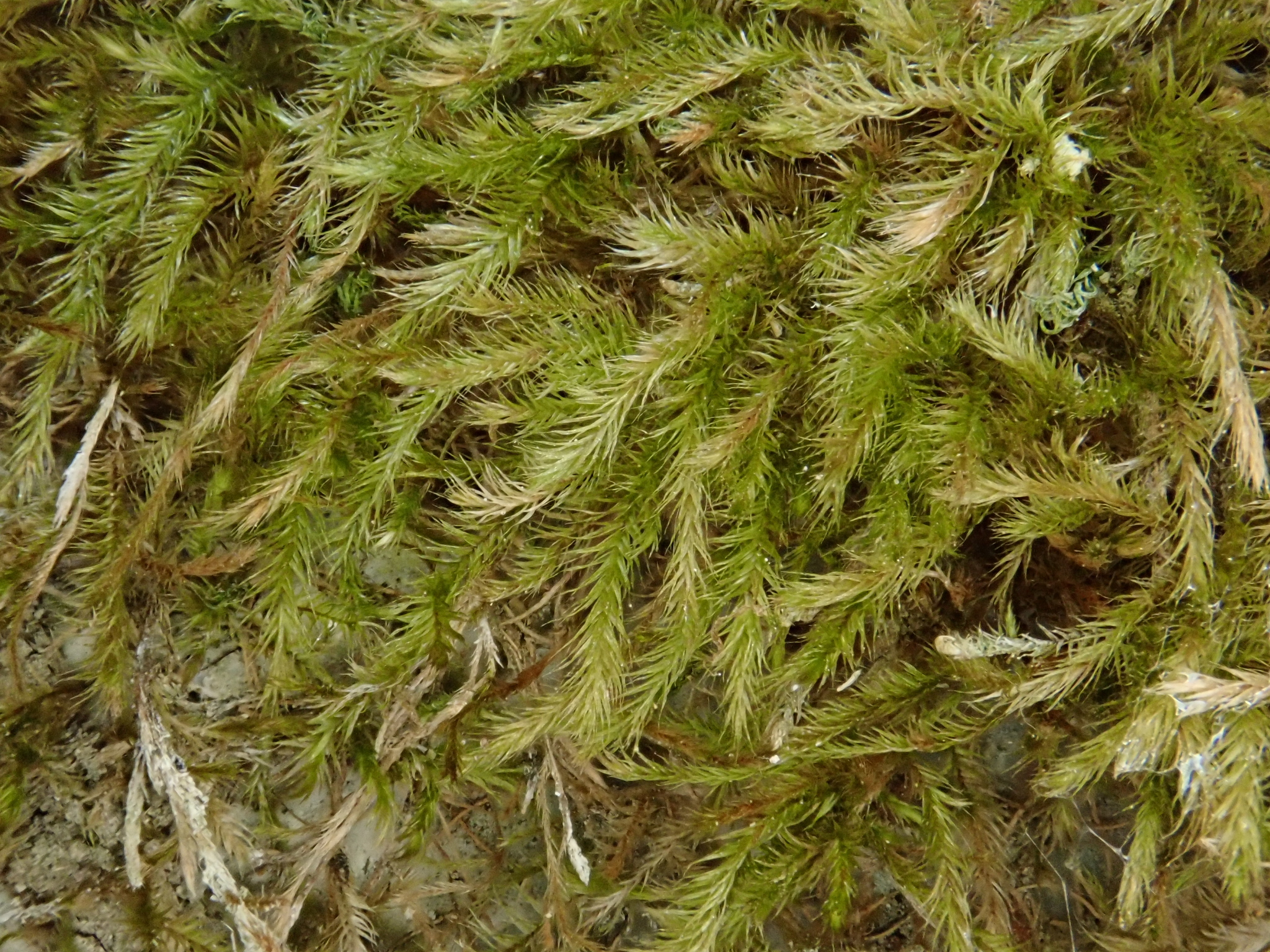 Orthothecium intricatum