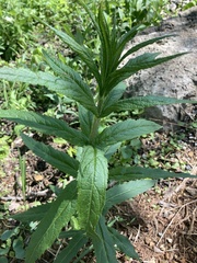 Veronicastrum
