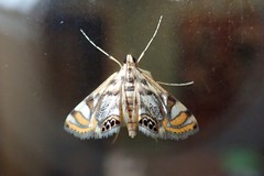 Margarosticha repetitalis