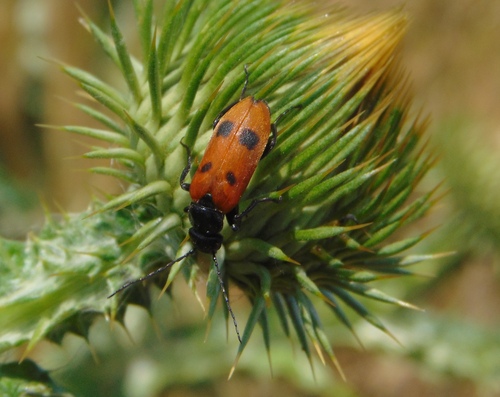 Euzonitis quadrimaculata