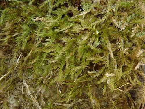 Image of Orthothecium intricatum by (c) Christian Berg, some rights reserved (CC BY)