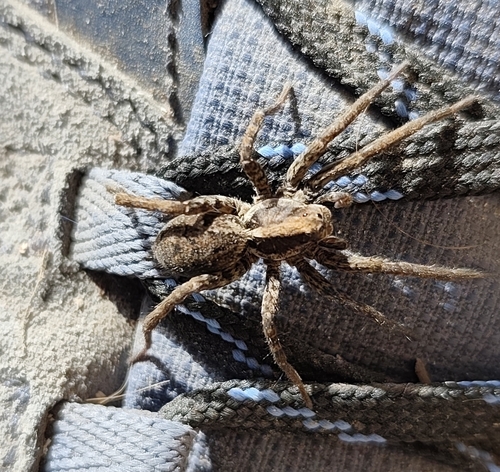 Schizocosa malitiosa