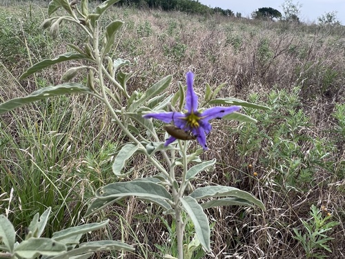 silverleaf nightshade