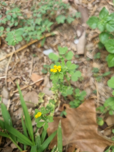 Lotus ornithopodioides, photograph 1