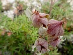 Farinopsis salesoviana