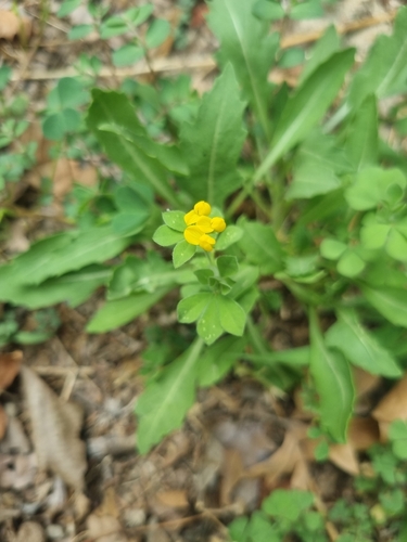 Lotus ornithopodioides, photograph 2