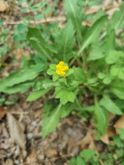 Lotus ornithopodioides, photograph author not stated, no rights reserved