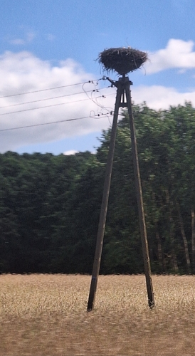 White Stork