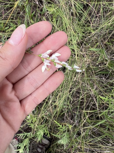 Nine-anther Prairie Clover