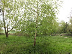 Betula pendula