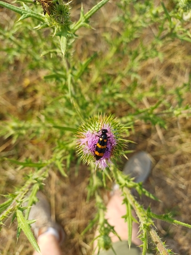 Mylabris variabilis