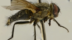 Pollenia angustigena