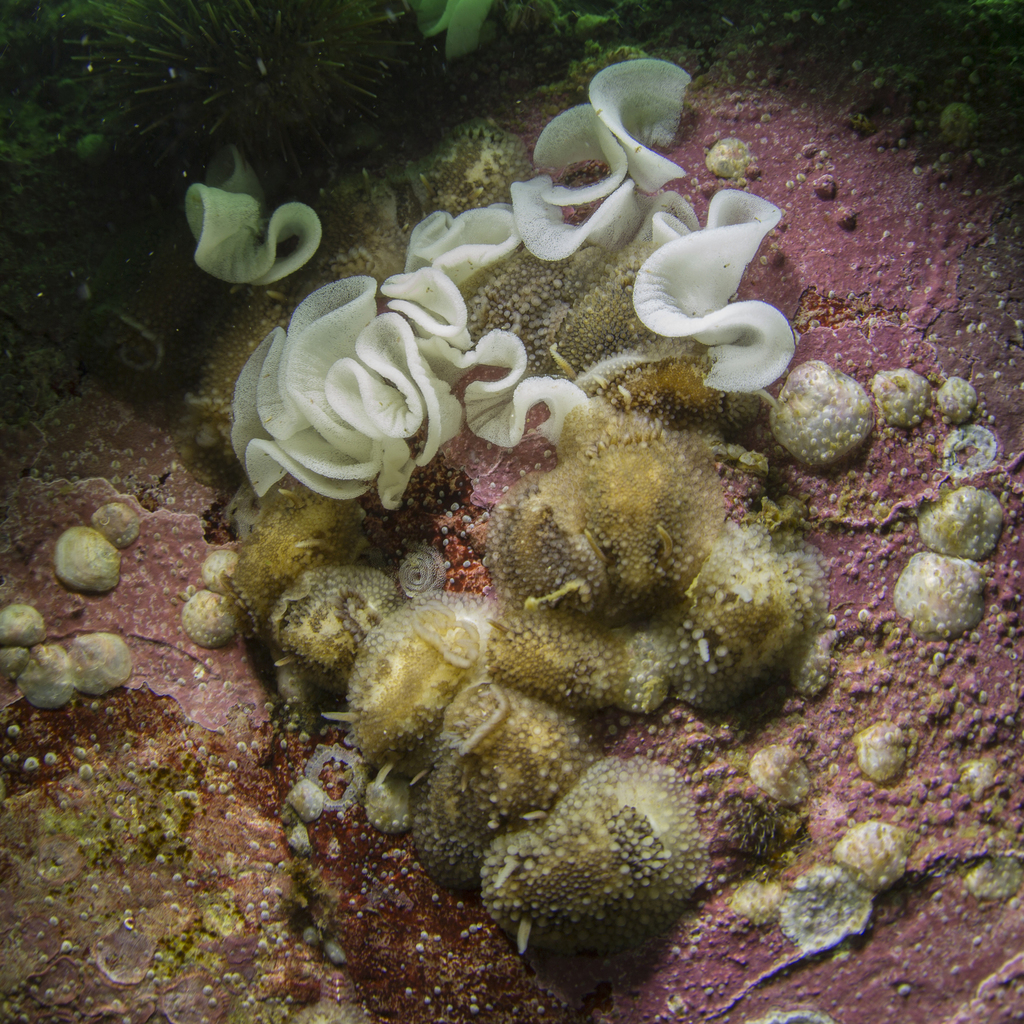 barnacle-eating dorid from Essex County, MA, USA on May 24, 2014 at 01: ...