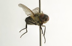 Pollenia angustigena