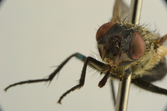 Pollenia angustigena