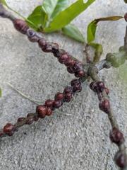 Parthenolecanium quercifex