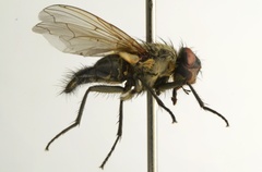 Pollenia angustigena