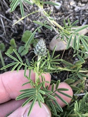 Dalea reverchonii