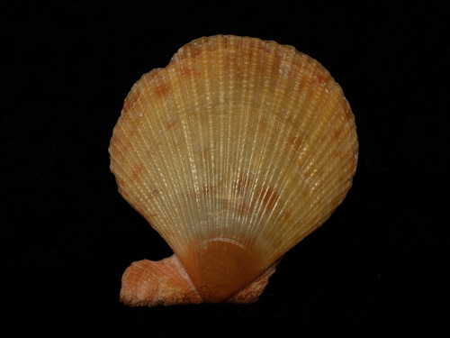 Laevichlamys cuneata observed 2024-10-20