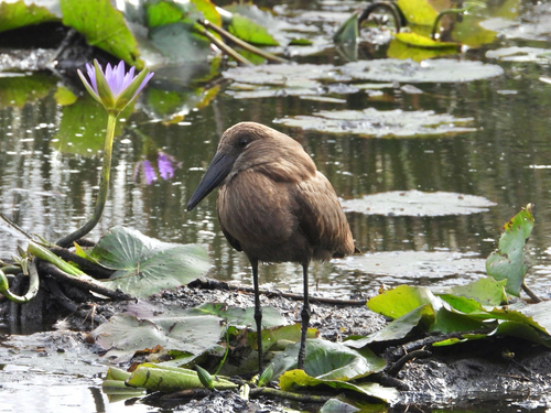 Hamerkop