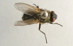 Pollenia angustigena