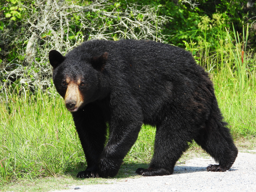 American Black Bear