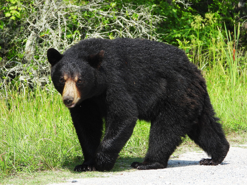 American Black Bear