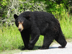 American Black Bear photo 1