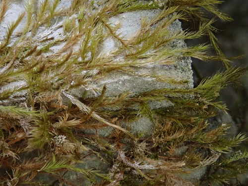 Image of Orthothecium intricatum by (c) Christian Berg, some rights reserved (CC BY)