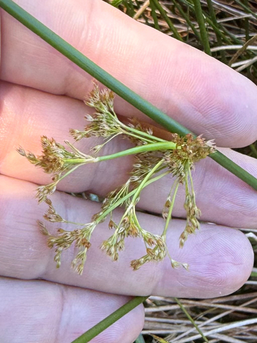 Juncus effusus observed 2026-07-06