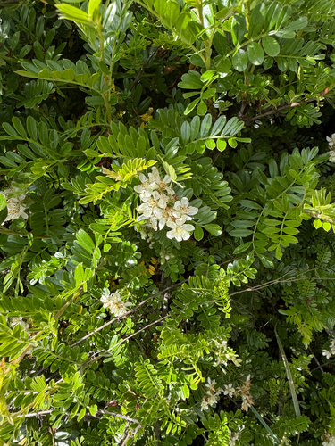 Osteomeles anthyllidifolia observed 2026-07-06