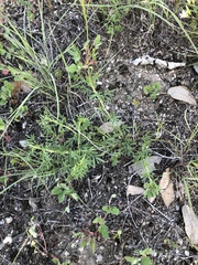 Dalea reverchonii