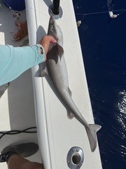Genie's Dogfish photo 3