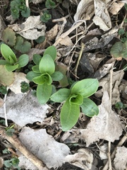 Saponaria officinalis