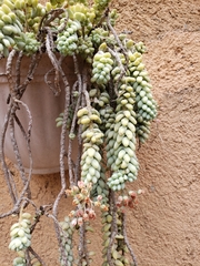 Sedum burrito