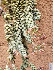 Sedum burrito