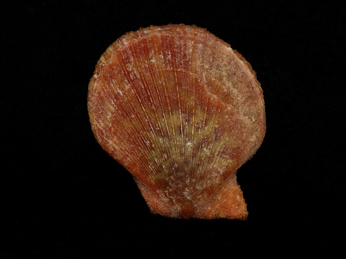 Laevichlamys cuneata observed 2026-01-18