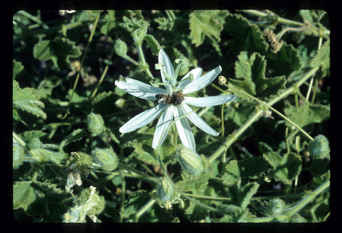 Passiflora palmeri, photograph 3