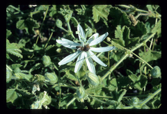 Passiflora palmeri, photograph (c) Douglas Goldman, some rights reserved (CC BY-SA)