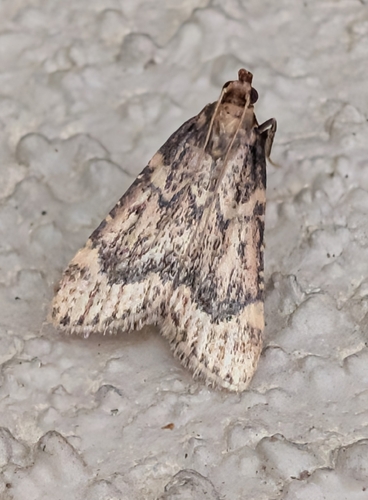 Aglossa cacamica photo 2