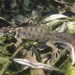 Italian Crested Newt - Photo (c) Daniele Seglie, some rights reserved (CC BY-NC), uploaded by Daniele Seglie