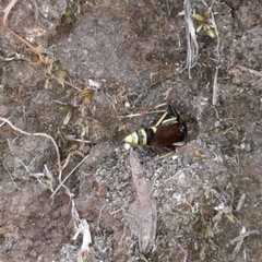 Poecilopompilus mixtus