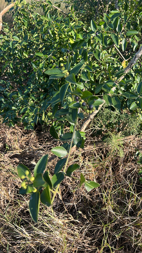 cat-thorn