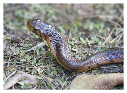 Brown Forest Cobra