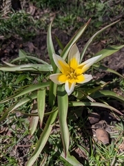 Tulipa urumiensis