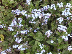 Myosotis scorpioides