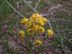 Lomatium triternatum triternatum